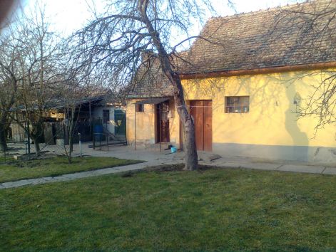 kakics_010.jpg